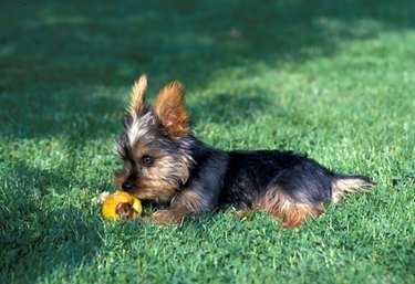 Yorkshire terrier in grass