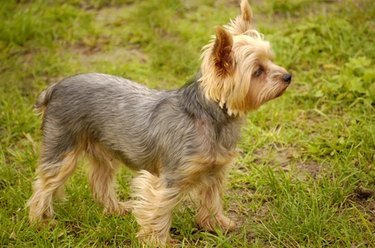 Small Yorkshire terrier