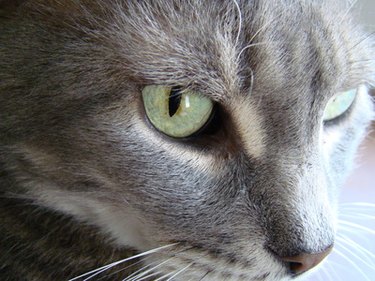 Close up of gray cat with green eyes