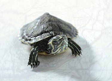 A map turtle head, shell and front legs