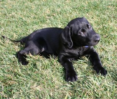 Black Lab puppy on grass