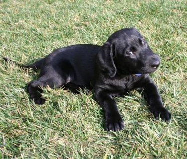 Black Lab Life Expectancy: The Lifespan of a Black Lab Mix | Cuteness