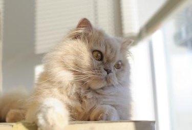 Cream colored long-haired cat sitting by a window.