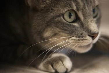 Close-up of a cat.