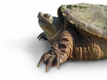 Closeup of a snapping turtle