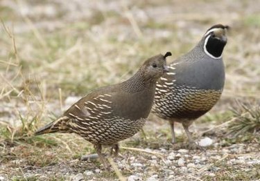 Male and female quail together outdoors