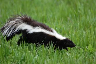 A skunk runs across spring grass.