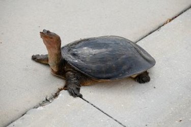 Soft shell turtle on a sidewalk