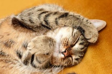 Sleeping tabby cat with tummy revealed and paws in the air.