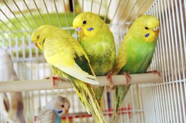 pregnant parakeets