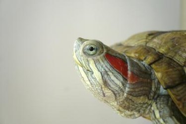 The head of a red-eared slider.