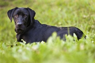 A black Labrador in grass