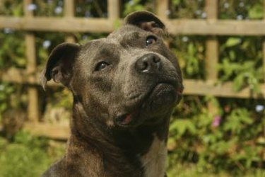 A blue nose pitbull.