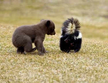 A skunk prepares to spray a curious bear cub.