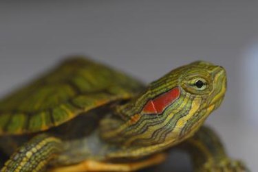 A close-up view of a red-eared slider turtle head and font body