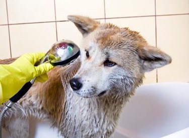 A dog gets a bath in the tub.