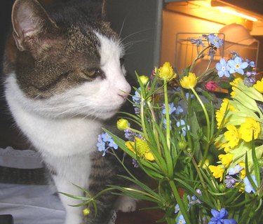 cat sniffing flowers
