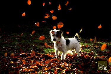 Closeup of a dog outside in leaves