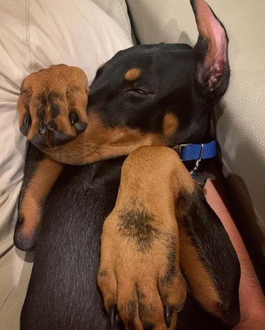 dog covers nose while he sleeps