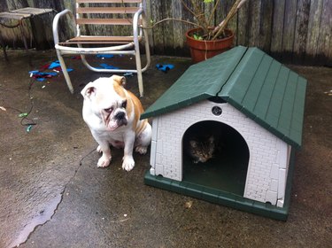 cat steals dog house from dog