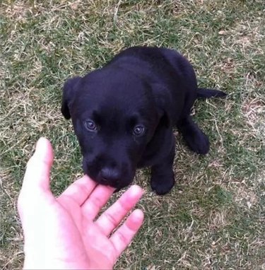puppy nibbles on human hand