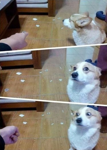 dog caught in the act of misbehaving
