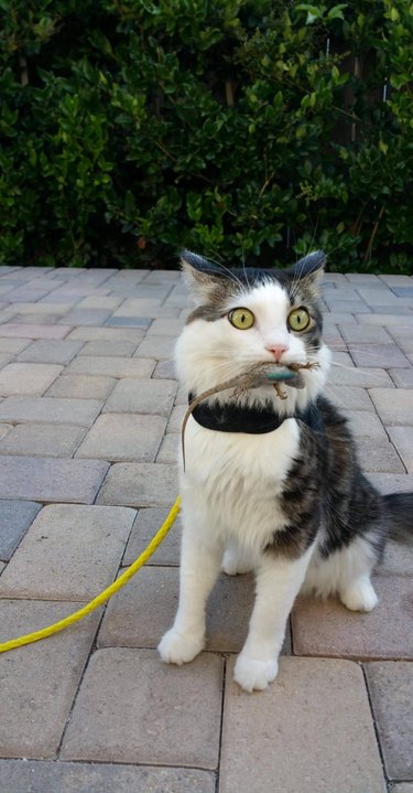 Cat surprised it caught a lizard