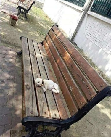 puppy sleeping on park bench