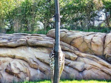 giraffe hides behind thin tree