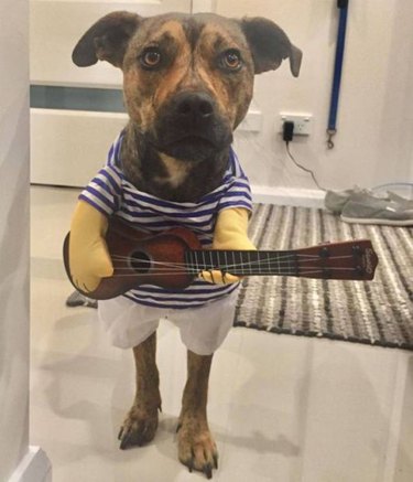 Dog in a costume holding a guitar