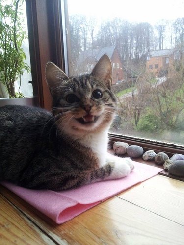 cat collects rocks