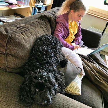 cute puppy farts on couch