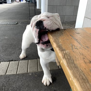 bulldog gnaws on corner of picnic table