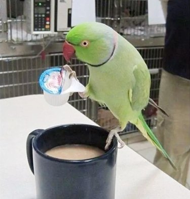 Bird pouring creamer into a cup of coffee.