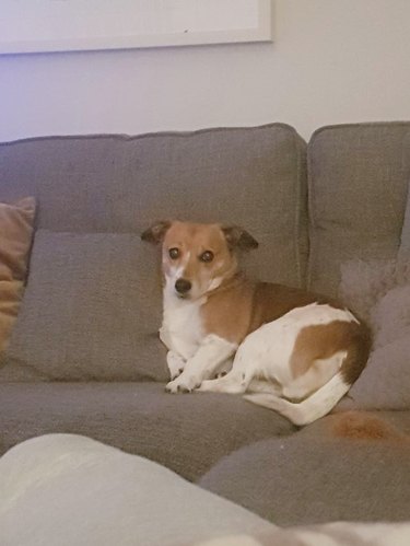 dog shames owner for farting on couch