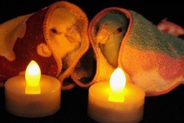 birds pose next to fake candle