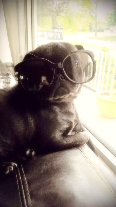 pup pug in sunglasses