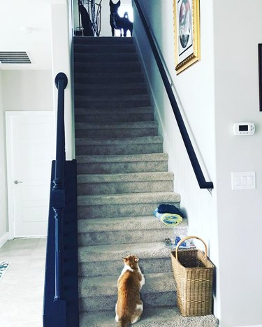 cat chases dog up stairs