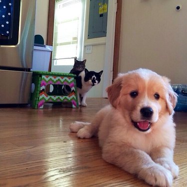 Puppy about to get pounced by two old cats