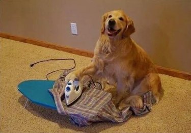 Dog with ironing board.
