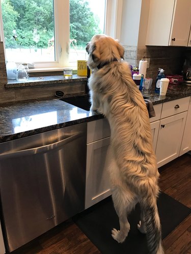 Dog standing at sink.