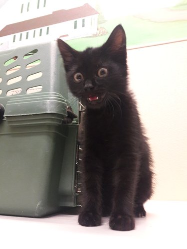 Kitten looking very surprised and happy that she is being adopted
