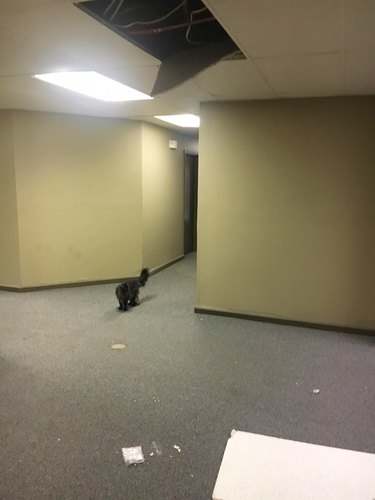 Cat fell out of apartment hall ceiling