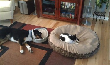 cat swaps bed with dog