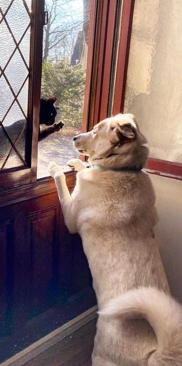 dog greets cat at open window