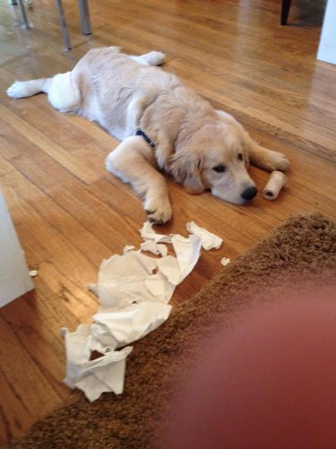 dog tries to pretend they didn't eat toilet paper