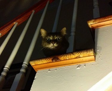 Cat lurking on dark staircase.