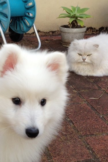 Big fluffy white cat looking at white fluffy puppy all mad