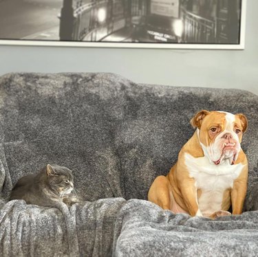 bulldog scared of cat on couch