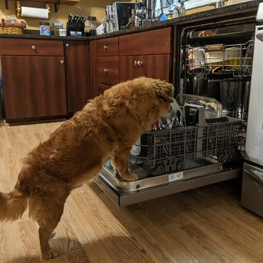 dog licking dishes